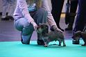 Crufts_dachshunds 225